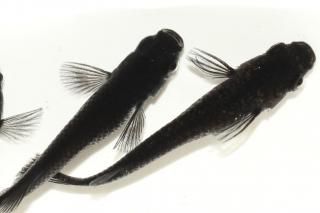  ڸʪۡ2ɤ᥹2ɤMLDN0813