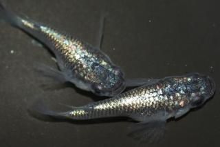 ͥץ塼 ڸʪۡ1ɤ᥹1ɤMDN0814