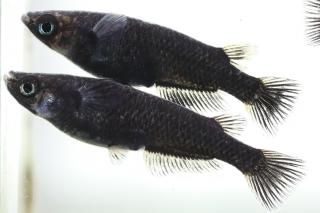 ӡ ڸʪۡ2ɤ᥹2ɤMLDN0815