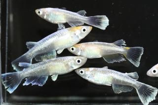 ޥꥢ塢ۥ磻ȥޥꥢ ڸʪۡ3ɤ᥹3ɤLDN0816