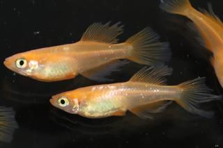 ŷҥĹ ڸʪۡ2ɤ᥹2ɤMLDN0817