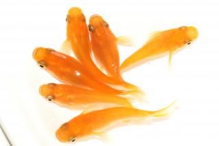 ̵ޡ ڸʪۡ2ɤ᥹4ɤMLDN0818