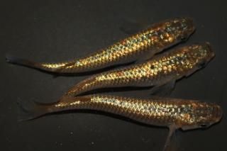  ڸʪۡ2ɤ᥹2ɤMLDN0819