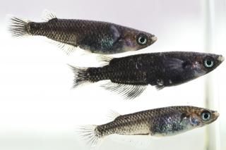 ӡʷ ڸʪۡ2ɤ᥹2ɤMLDN0820