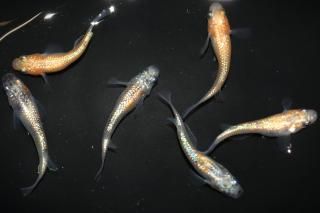 ڡߤߤϻF2 ڸʪۡ3ɤ᥹3ɤMDN0901