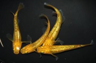 쥯ꥹ ڸʪۡ2ɤ᥹2ɤMLDN0902