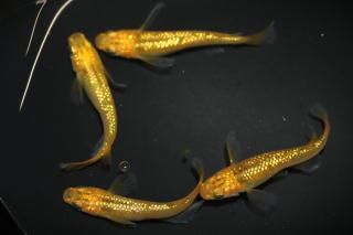 쥯ꥹ ڸʪۡ2ɤ᥹2ɤMLDN0903