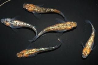 ˺Ѥ ڸʪۡ2ɤ᥹3ɤMLDN0904