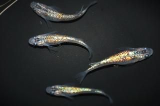 ˺Ѥη ڸʪۡ2ɤ᥹2ɤMLDN0905