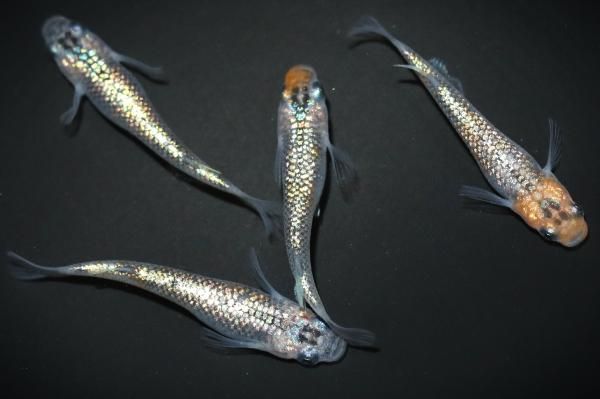 忘却の翼の兄弟 【現物】 オス2匹メス2匹 サイズM～L DN0906 - めだか