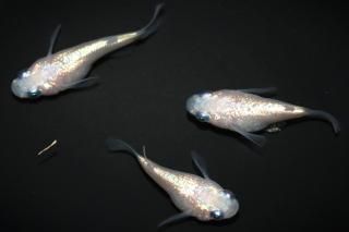 ۥ磻ȥͥץ塼 ڸʪۡ1ɤ᥹2ɤMLDN0907