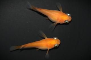 ̵ޥ ڸʪۡ1ɤ᥹1ɤMDN0908