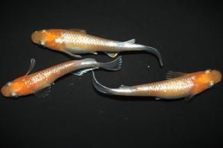 ޥƥ饹 ڸʪۡ1ɤ᥹2ɤMLDN0909