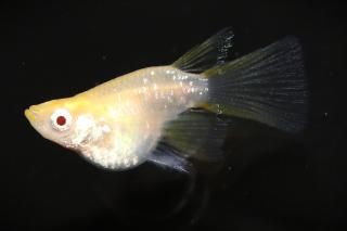 ӥΥꥢ󥰥ե ڸʪۡ᥹1ɤMLDN0910