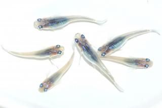  ڸʪۡ3ɤ᥹3ɤMLDN1001