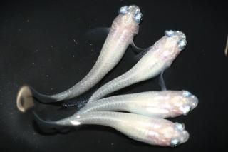 ݥ˥η ڸʪۡ1ɤ᥹3ɤMLDN1002