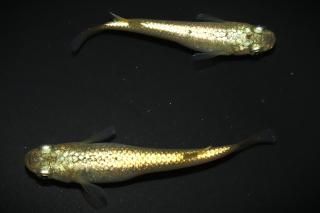  ڸʪۡ1ɤ᥹1ɤMLDN1003