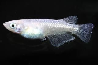 ۥ磻ȥ ڸʪۡ1ɤ᥹1ɤMDN1004