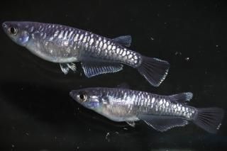 ֥åϥ ڸʪۡ1ɤ᥹1ɤMDN1006