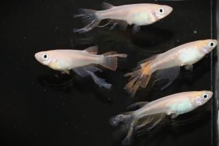 (S졼) ڸʪۡ2ɤ᥹2ɤLDN1007