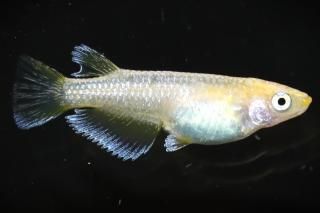 եȥ ڸʪۡ1ɤ᥹1ɤMDN1008