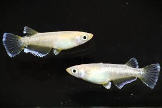 եȥ ڸʪۡ1ɤ᥹1ɤMLDN1009