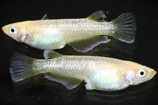 եȥ ڸʪۡ1ɤ᥹1ɤMDN1010