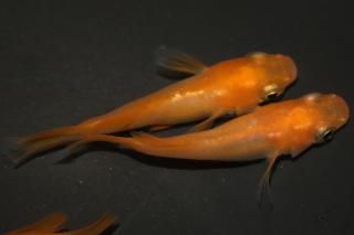 ̵ޥҥꥷ硼 ڸʪۡ1ɤ᥹2ɤMLDN1011