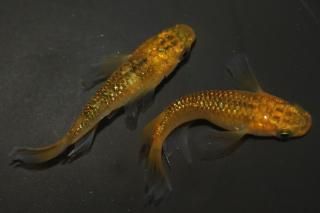 쥯ꥹ硼 ڸʪۡ1ɤ᥹1ɤMLDN1012