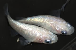 ۥ磻ȥͥץ塼󥷥硼 ڸʪۡ1ɤ᥹2ɤMLDN1013