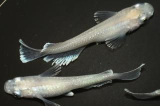 ե ڸʪۡ1ɤ᥹2ɤMLDN1014