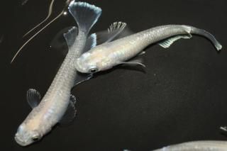 ե ڸʪۡ1ɤ᥹2ɤMLDN1015