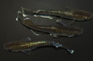 åɥե ڸʪۡ2ɤ᥹1ɤLDN1016