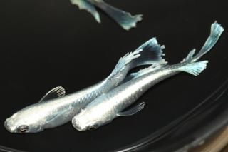 ǥ磻ɥե ڸʪۡ1ɤ᥹2ɤLDN1017