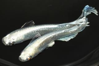 뵴Bɽ ڸʪۡ1ɤ᥹1ɤLDN1018