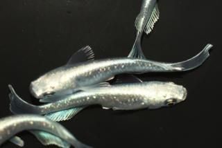 뵴Bɽ ڸʪۡ1ɤ᥹3ɤMDN1019