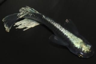 ֥å졼 ڸʪۡ2ɤLDN1020