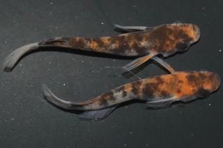 ϻ ڸʪۡ1ɤ᥹1ɤMLDN1101