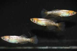 ϥڥҥ ڸʪۡ1ɤ᥹2ɤMDN1102