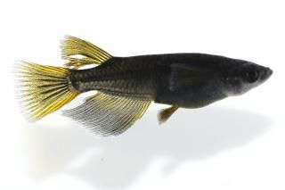 ꥢ󥰥ե ڸʪۡ1ɤ᥹1ɤMLDN1103