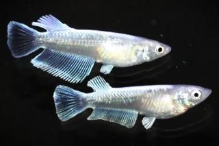 ޥꥢ奭å󥰥磻ɥե ڸʪۡ1ɤ᥹1ɤMLDN1104