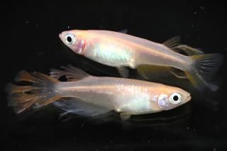  ڸʪۡ1ɤ᥹1ɤLDN1105