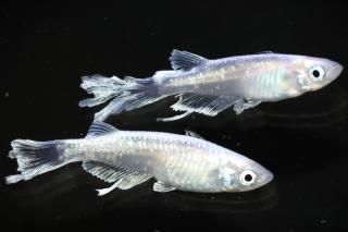 ǡη ڸʪۡ1ɤ᥹1ɤMLDN1106