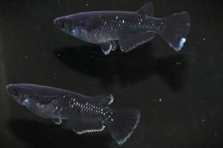 ŷ ڸʪۡ1ɤ᥹1ɤMLDN1107