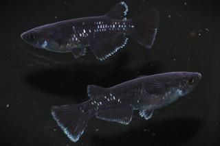 ŷ ڸʪۡ1ɤ᥹1ɤMLDN1108