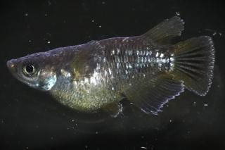 󥸥 ڸʪۡ1ɤ᥹1ɤMDN1109