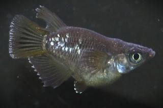 󥸥 ڸʪۡ1ɤ᥹1ɤMDN1110