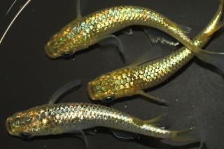  ڸʪۡ2ɤ᥹2ɤMLDN1111