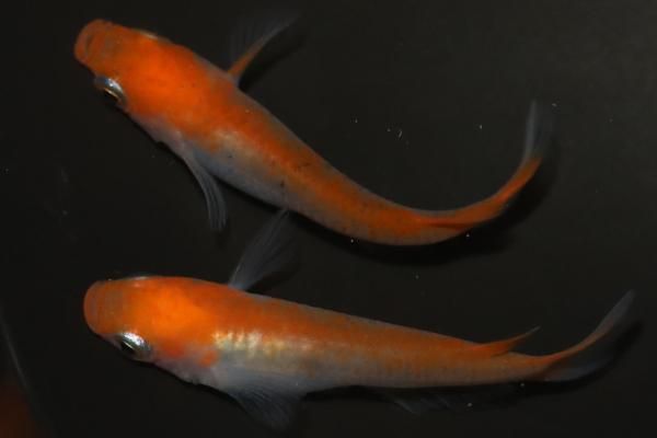 楊貴妃透明鱗 【現物】 オス2匹メス2匹 サイズM～L DN1112 - めだかの