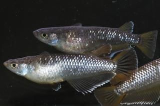 󥸥 ڸʪۡ2ɤ᥹2ɤLDN1113